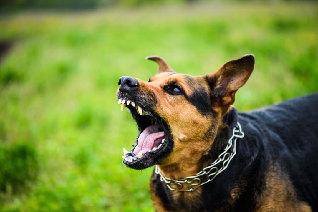 How Much Can You Sue for a Dog Bite? An In-Depth Look