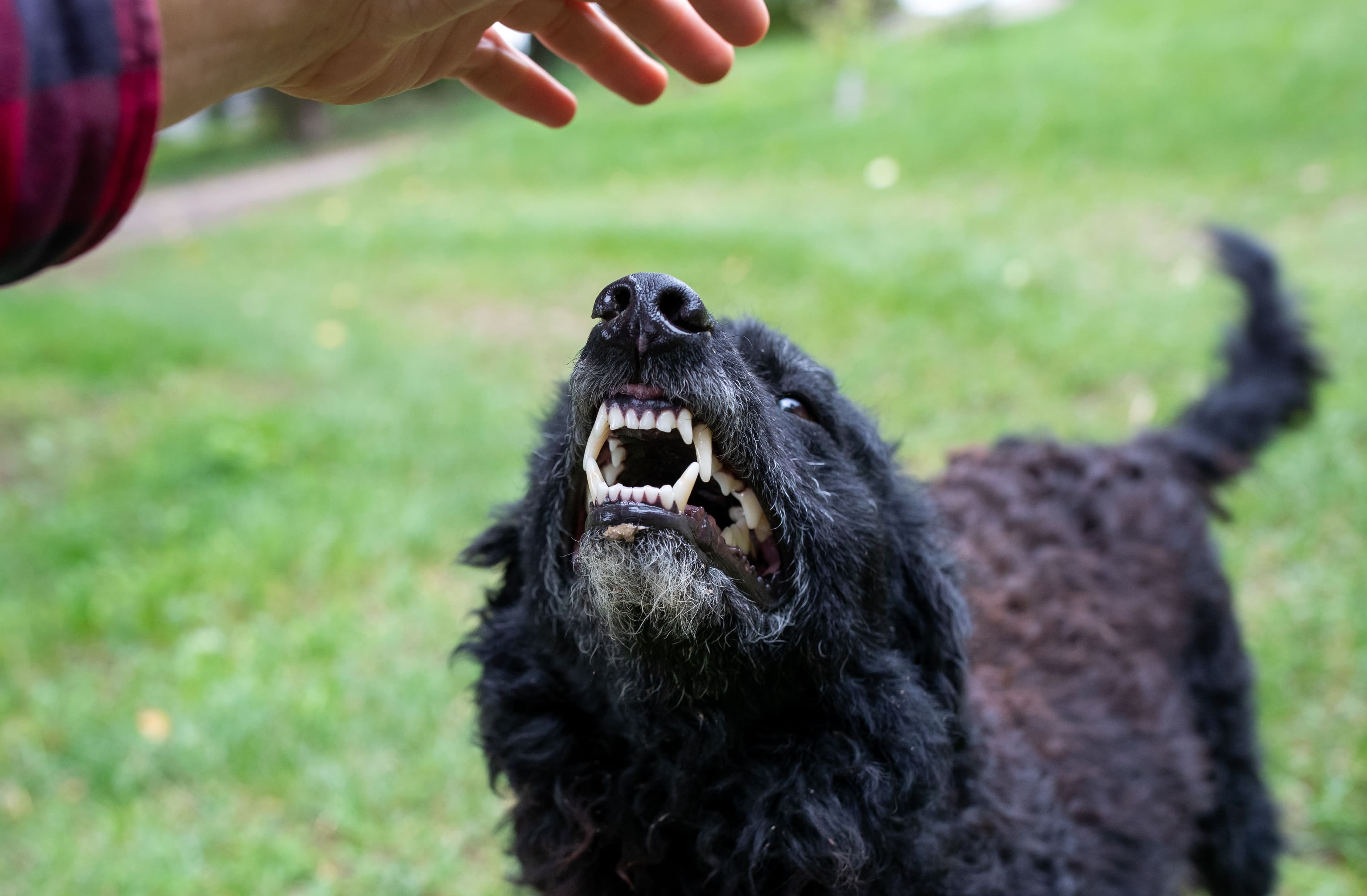 Image for The Legal Process of a Dog Bite Case